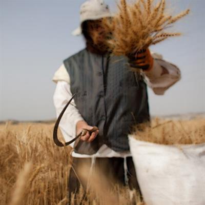 Farmer Sickle (Khurpa)